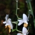 Phalaenopsis mini mark
